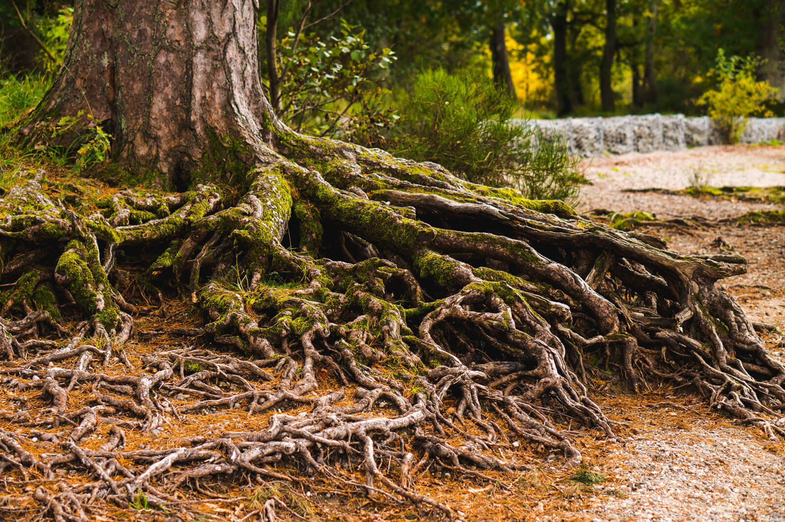 Sana tu árbol genealógico: tres cosas que debes saber para iniciar una nueva vida